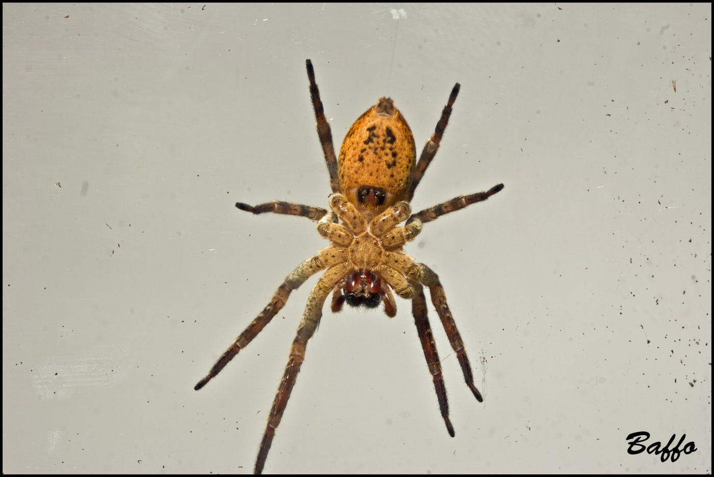 Agelenidae? No. Femmina di Zoropsis sp.